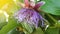 Sechium edule Flowers or called chayote