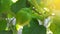 Sechium edule Flowers or called chayote