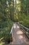 Secluded Bridge in the Redwood Forest