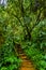 Secluded green deciduous  and indigenous forest walkway to Lone creek falls in Sabie Mpumalanga South Africa