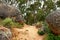 Secluded mountain hiking trail on Table Mountain on a sunny day. Mountainous walking path surrounded by green bushes and