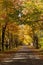 Secluded Narrow Lane Road Tree Leaves Autumn Season Fall Colors