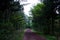 A secluded pathway in Saryuni Forest with trees lined up at both sides of the dirt path, Jeju Island, South Korea.