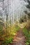 Secluded pathway winding through the woods