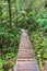 Secluded rainforest boardwalk pathway