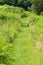 A Secluded Trail Through a Mountain Meadow