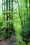 Secluded trail in summer forest in early morning