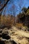 Secluded Trail through trees along creek