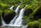 A secluded waterfall surrounded by a lush fern-covered gorge, the water cascading into a clear pool below