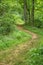 A Secluded Woodland Trail in the Blue Ridge Mountains