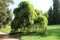 Seclusion with Sophora japonica Pendula in garden of Buchlovice castle