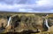 Second highest waterfall in Iceland - Haifoss. Gloomy morning view of deep canyon. Travel to Iceland. Beauty of nature concept