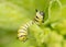 Second instar Monarch caterpillar