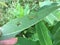 Second instar monarch caterpillar hidden on underside of milkweed plant on cloudy August day