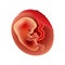 Second month of pregnancy fetus vector