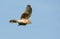 Second year male Hen Harrier flies in blue sky