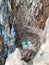 Secret bird nest of Common Blackbird Turdus merula with 4 turquoise colored eggs