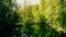 Secret overgrown pond and green spring birch