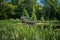 A secret pond with a half covered pier hidden by reed grass