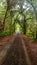 Secret Tree Tunnel Napa Valley Family Farm