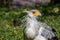 The Secretary Bird