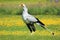 Secretary bird