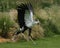 Secretary Bird