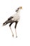 Secretary Bird