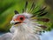 Secretary Bird