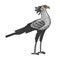 Secretary bird animal sketch vector illustration