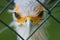 Secretary bird behind fence