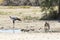 Secretary bird and Black-backed jackal at a waterhole, Kgalagadi Transfrontier Park Northern Cape, South Africa