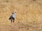 Secretary Bird on the ground