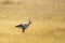 Secretary Bird Hunting for Prey in Golden Grassland, Namibia