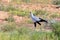 Secretary bird Kalahari Transfrontier Park, South Africa