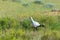 Secretary bird Kalahari Transfrontier Park, South Africa