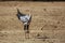 Secretary bird in Kgalagadi transfrontier park, South Africa