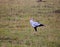 Secretary Bird on the Masai Mara