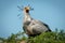 Secretary bird perched in tree opens mouth