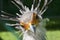 Secretary bird portrait