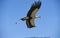 SECRETARY BIRD sagittarius serpentarius FLYING AGAINST BLUE SKY