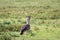 Secretary Bird Sagittarius serpentarius, picture taken at Serengeti National