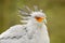 Secretary Bird, Sagittarius serpentarius, Portrait of nice grey bird of prey with orange face, Kenya, Africa. Wildlife scene from