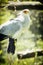 Secretary bird (Sagittarius serpentarius) watching around, anima