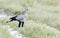 Secretary Bird, Savuti, Botswana