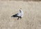 Secretary Bird in Tsavo national park.