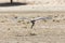 Secretary bird using its wings for lift when running, Kgalagadi Transfrontier Park, Northern Cape, South Africa