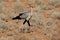 Secretary bird walking the Kalahari desert