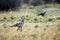 Secretary birds in Botswana