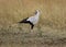 Secretarybird